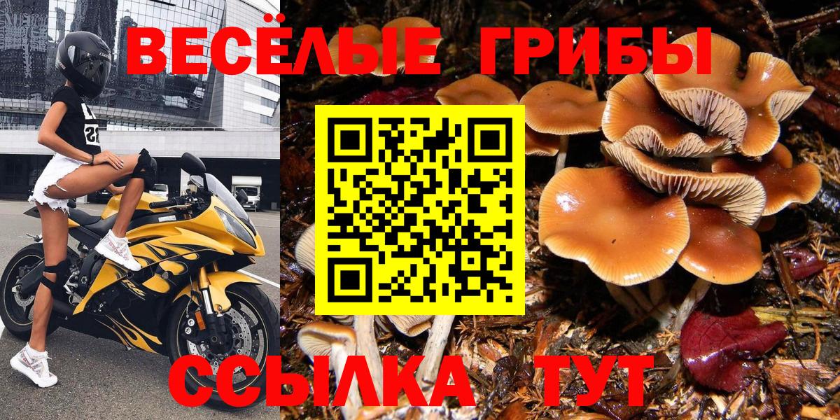 Псилоцибиновые грибы мицелий Кропоткин