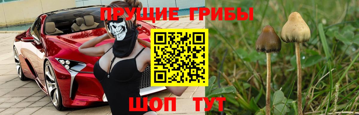 Галлюциногенные грибы Psilocybine cubensis  Псилоцибиновые грибы MAGIC MUSHROOMS  Вход с VPN  Кропоткин 